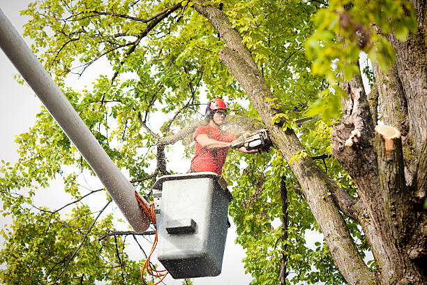 Best Tree Preservation Services  in Brushy Creek, TX